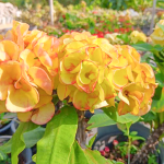 Эуфорбия Миля MALAI THONG