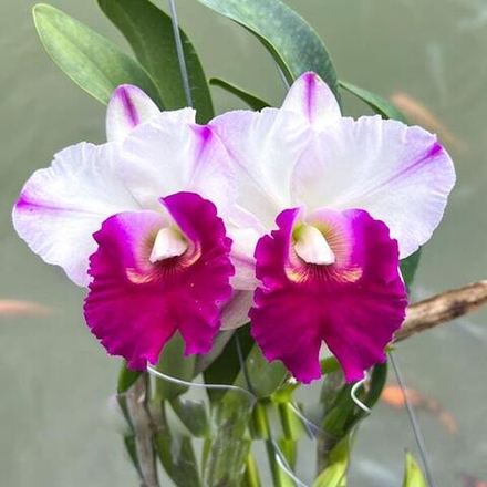 Орхидея ринхолелиокаттлея RLC. MONTHATIP HOLIDAY