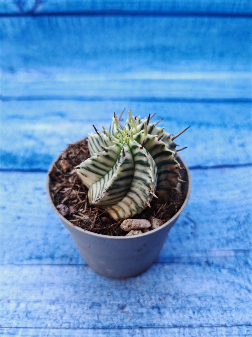 Euphorbia meloformis f. Variegated (Эуфорбия вариегатная)