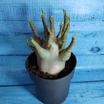 Adenium Baobab (Адениум)