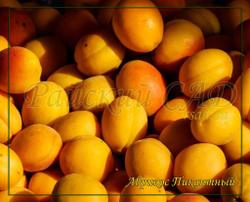 Абрикос Пикантный