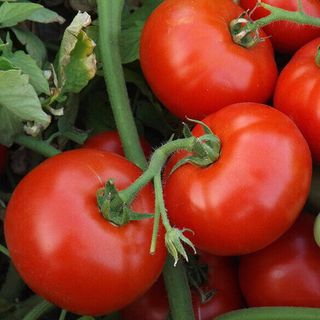 Томат Авант F1 500 (семян)