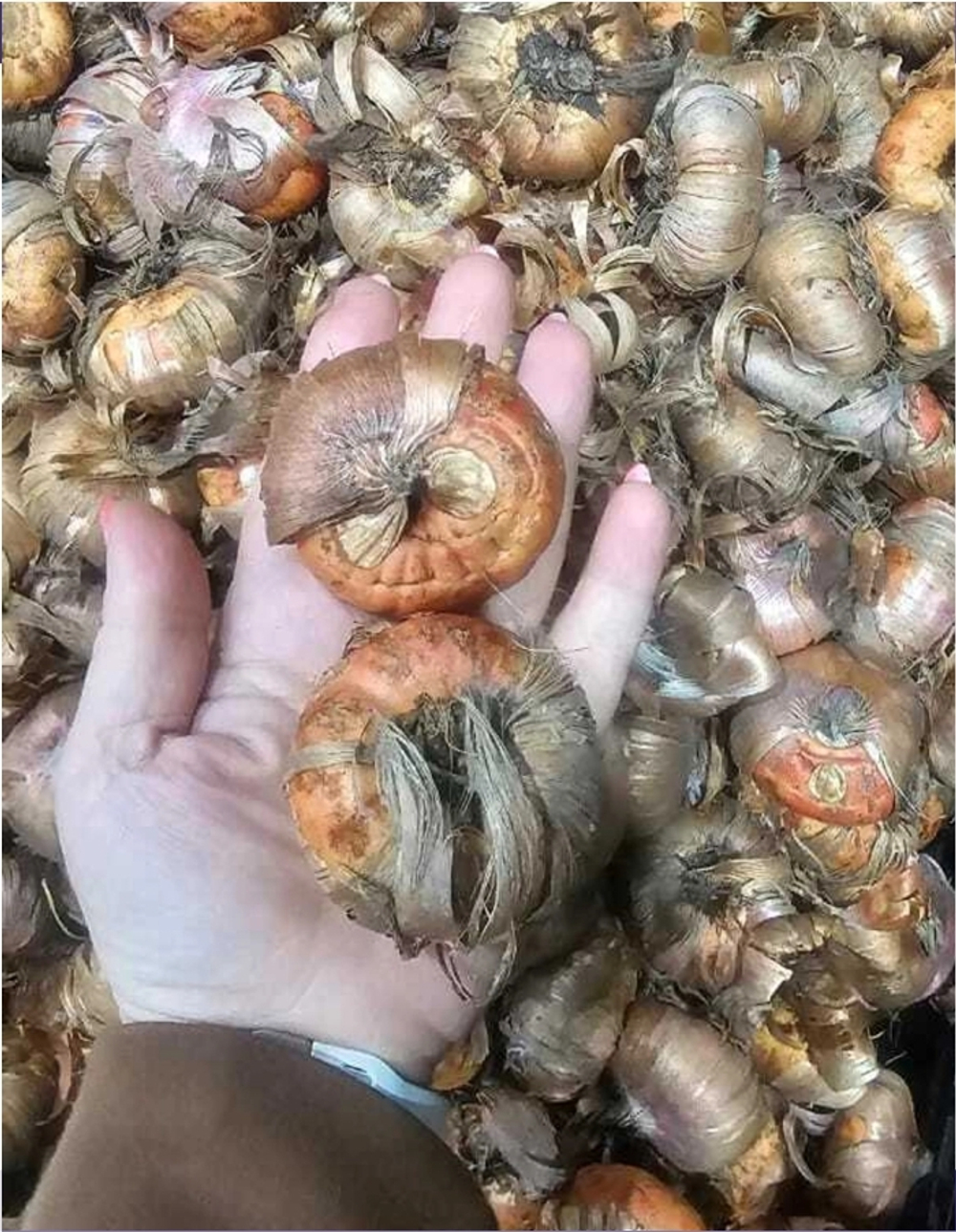 Гладиолус Луковица, Флево Шайн, крупные, 10шт