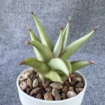 Сансевиерия FROZEN THRONE