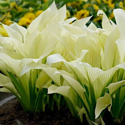 Хоста "White Feather" Уайт Фезе