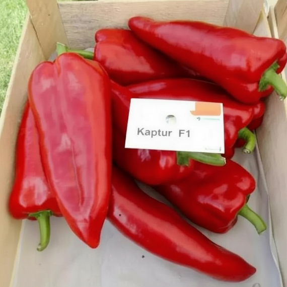 Каптур F1 семена перца сладкого (Seminis / Семинис) – фото 1