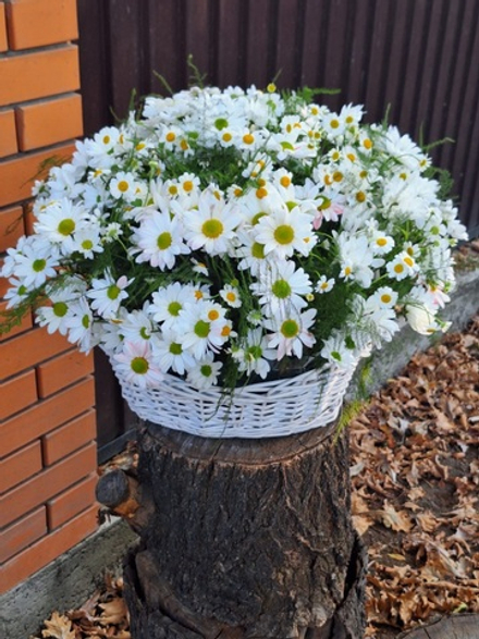 Полевые ромашки с хризантемой в корзине