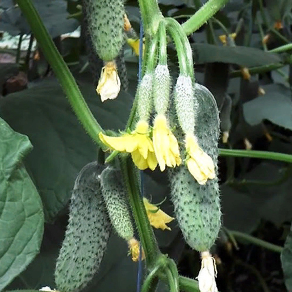 МУССОН F1 семена огурца (Sakata | Alexagro) – фото 3