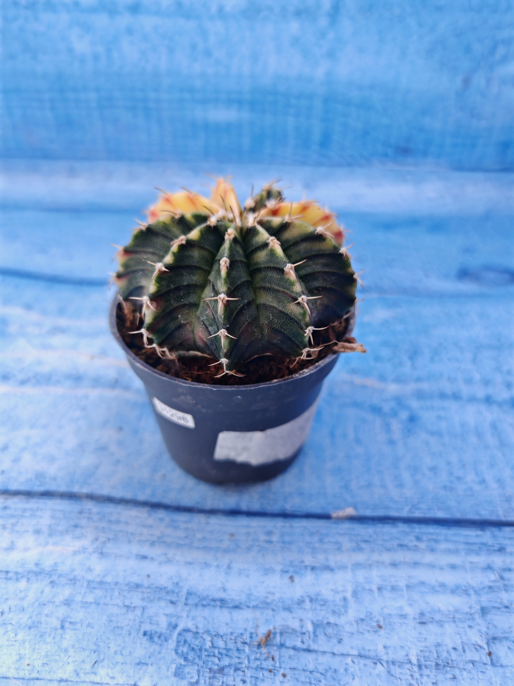 Gymnocalycium Variegata (Гимнокалициум Вариегатный)