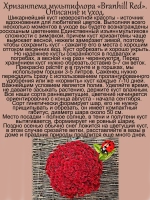 Хризантема Бранхилл Ред мультифлора