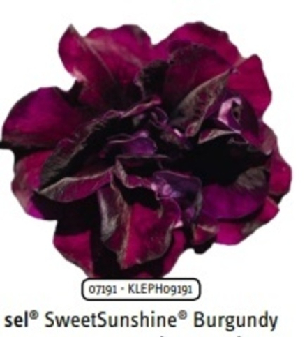 Петуния Sweetsunshine burgundy ОКС укорененный черенок. 1-10 марта