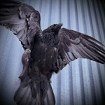 Чучело ворона