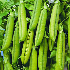 СТАНДАНА семена гороха (Nunhems | Alexagro)