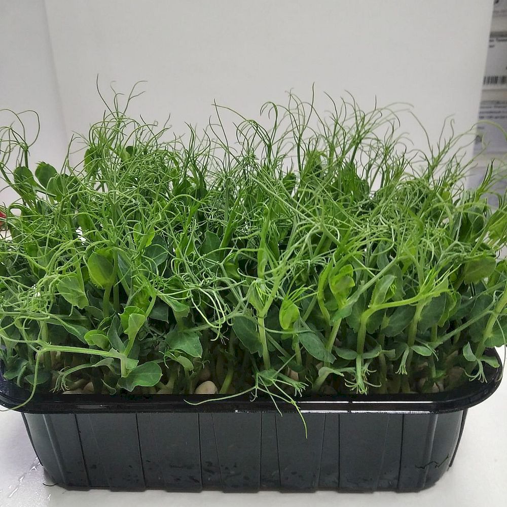 Горох пророщенный Горох пророщенный