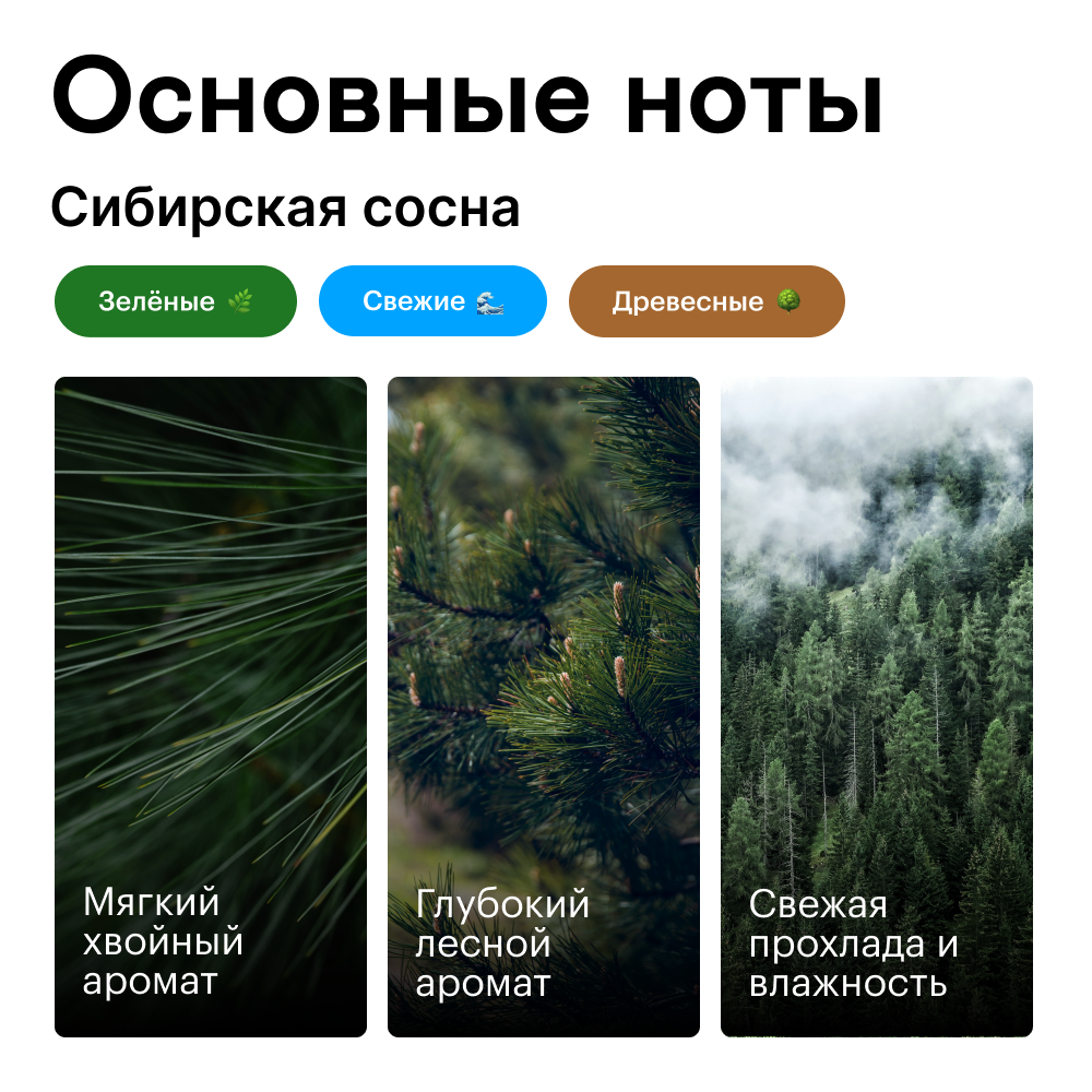 Сибирская сосна