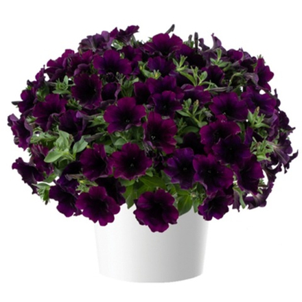 Петуния ампельная Capella Mulberry р9 1шт
