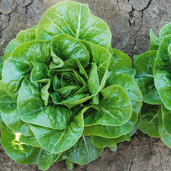 Ксиомара семена салата ромэн (Enza Zaden / Энза Заден)