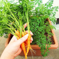 Морковь Скороспелка Маленькие Пальчики - Early Little Fingers Carrot