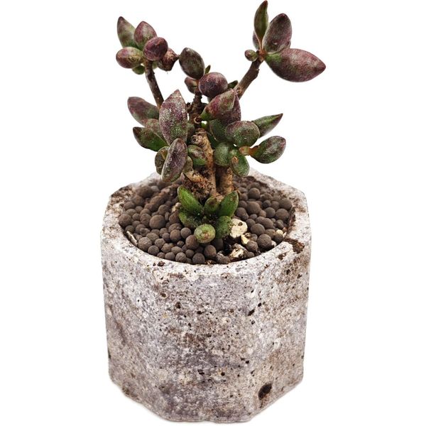 Живой суккулент в горшке ручной работы 940642 D5,5