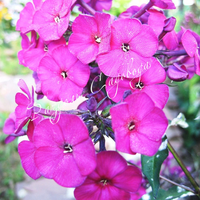 Флокс метельчатый Виктория