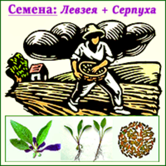 Семена левзеи и серпухи для производства экдистерона