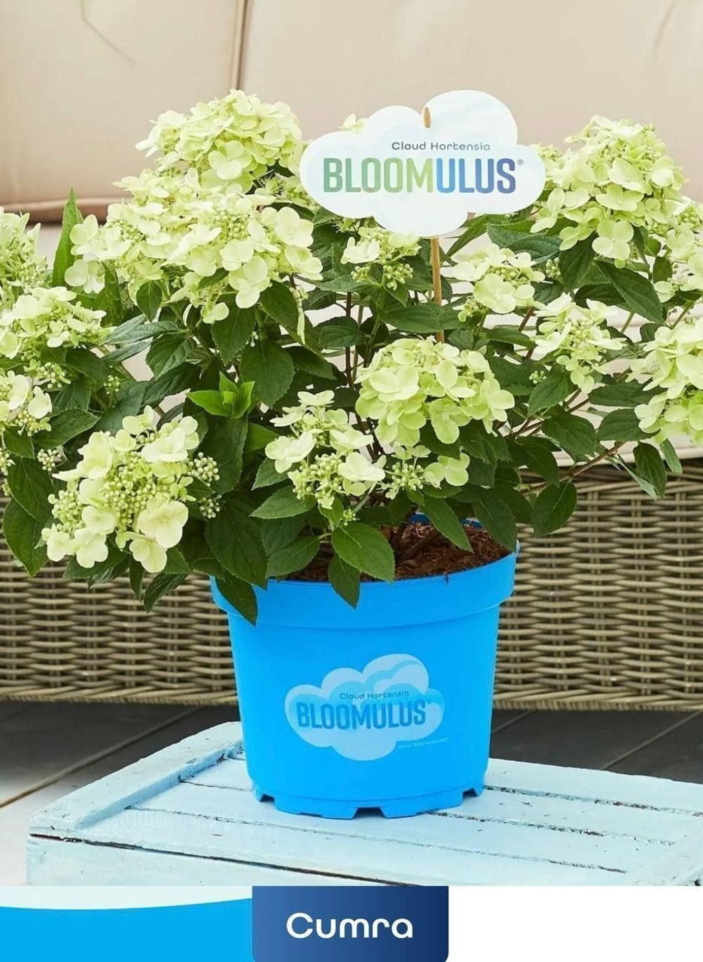 «Кумра» (Bloomulus Cumra)  гортензия метельчатая Р9