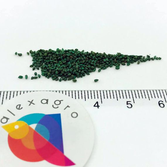 СИЕННА F1 семена сельдерея Enza Zaden описание