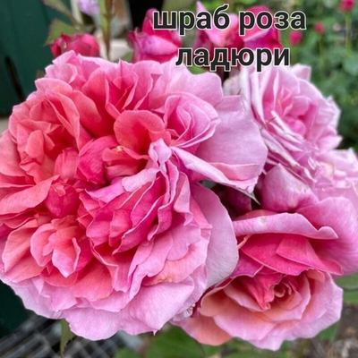 ШРАБ РОЗА ЛАДЮРИ