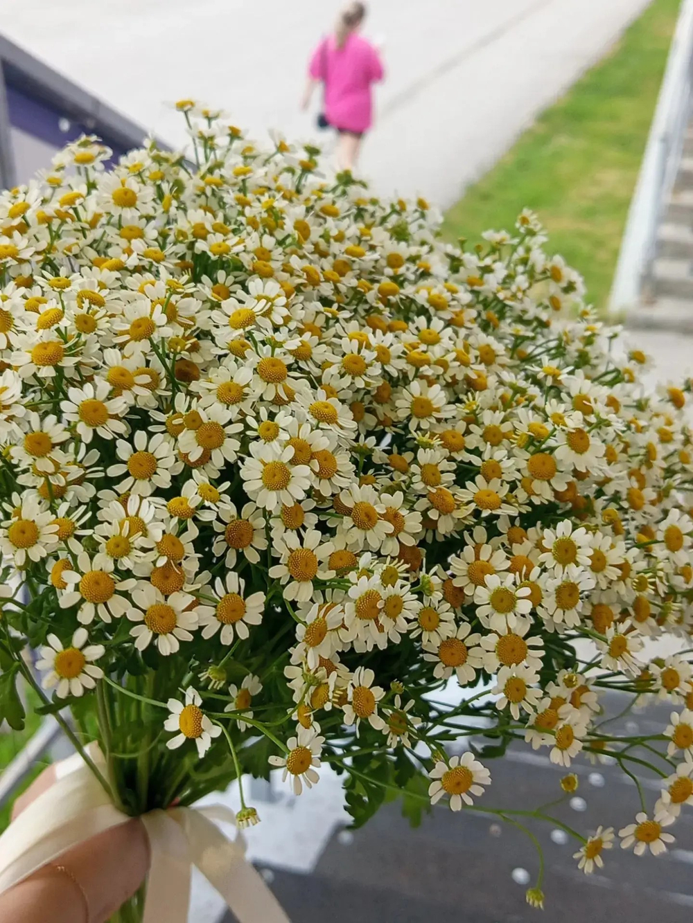 Матрикария