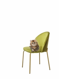 Стул "Мале" 1 шт. Антивандальная ткань, Золотые ножки