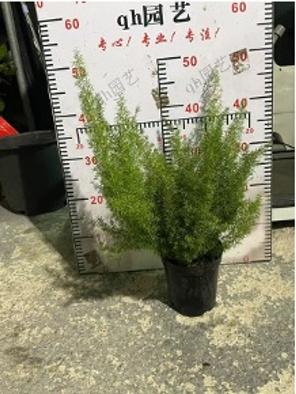 One gallon Asparagus Fern狐尾天门冬
