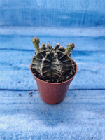 Gymnocalycium Friedrichii (Гимнокалициум)