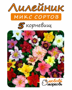 Лилейник Корневище, микс сорта, 5 шт