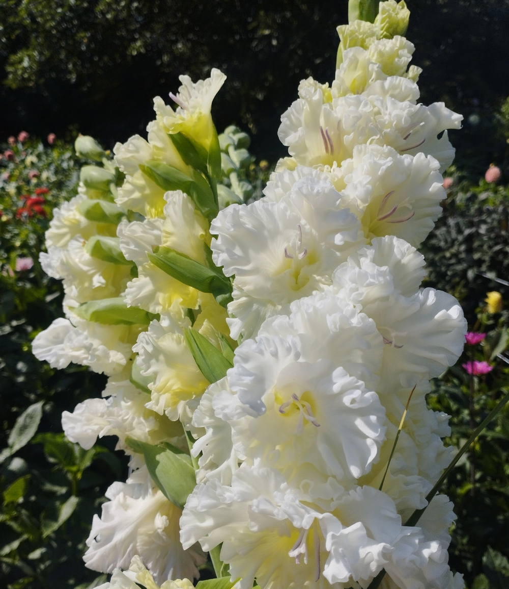 Гладиолус Москва Белокаменная