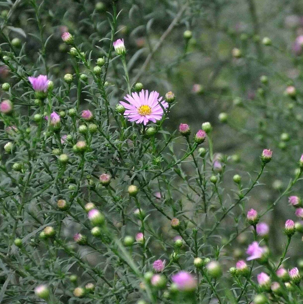 Астра вересковидная "Pink Star". Aster ericoides "Pink Star".