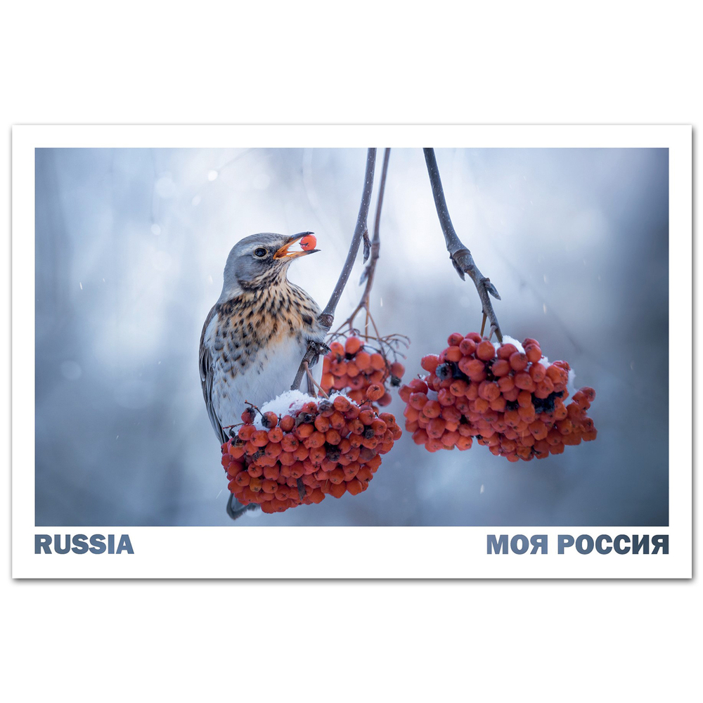 Дрозд-рябинник, Московская область
