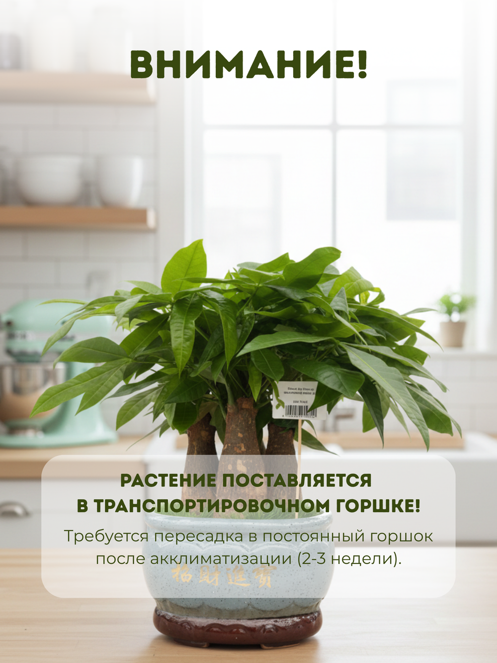 Пахира Five Blessings керамический горшок д.35