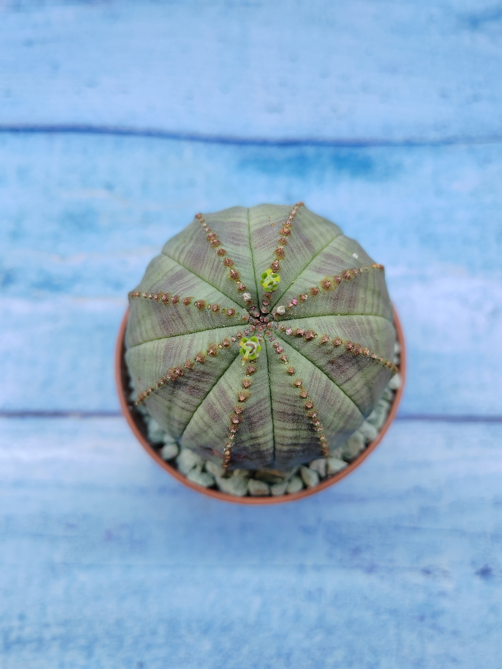 Euphorbia Obesa (Эуфорбия)