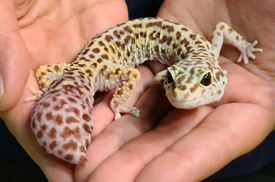 Большая партия Эублефаров