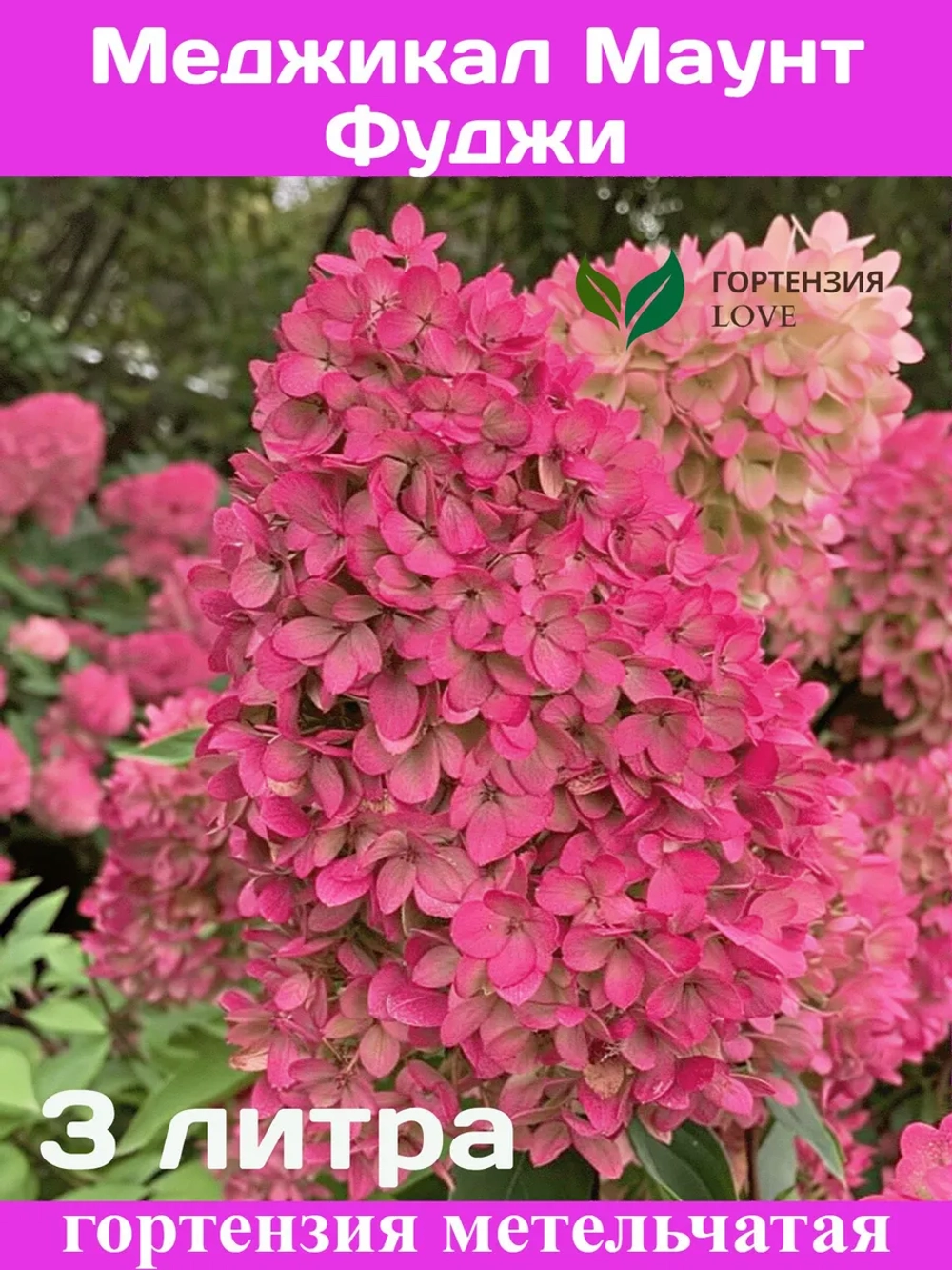 Меджикал Маунт Фуджи гортензия метельчатая