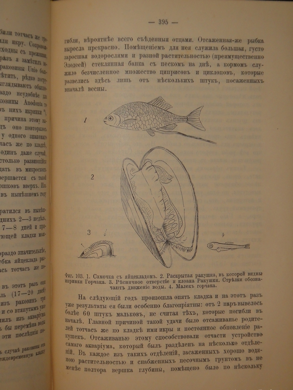"Аквариум любителя. Подробное описание флоры и фауны аквариума, устройство аквариума, уход за ним и пр.". Н.Ф.Золотницкий. 1890г.
