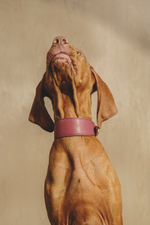 Ошейник "Пони-Селедка" Винный