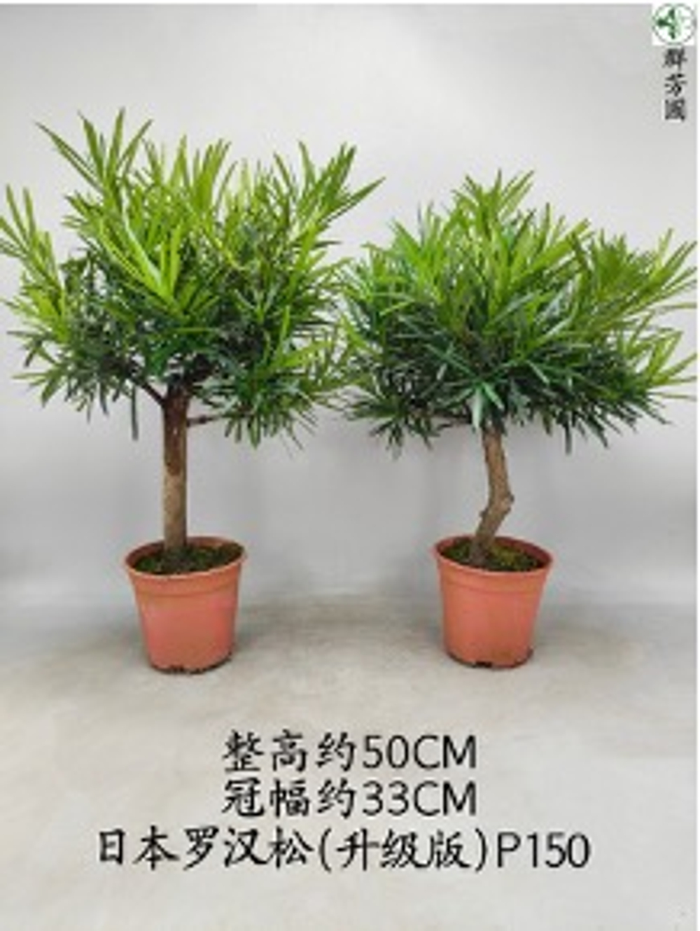 Подокарп крупнолистный Japanese Hinoki Cypress д.15