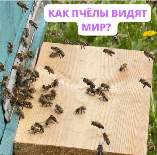КАК ПЧЁЛЫ ВИДЯТ МИР?