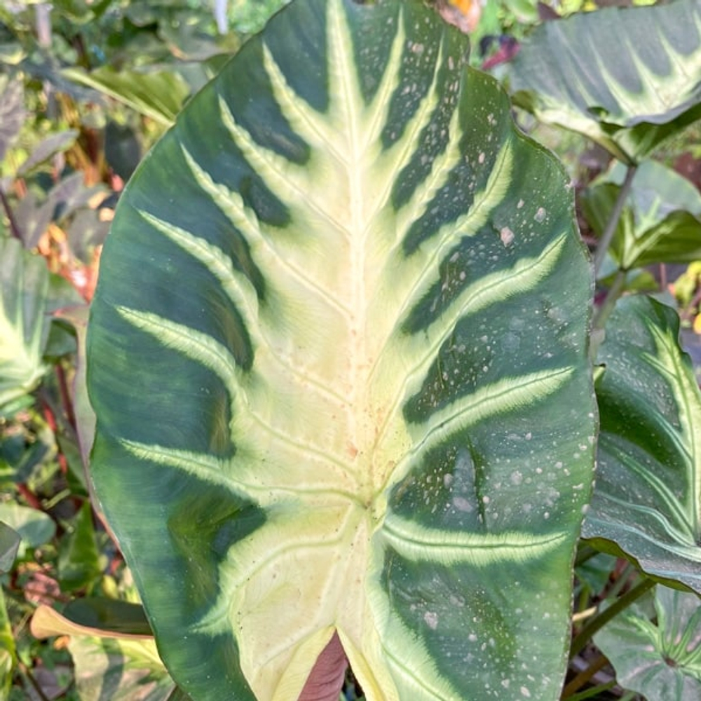 Колоказия KING OF CUP