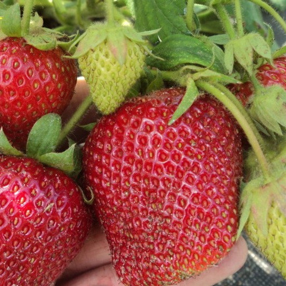 Клубника Сирия (горшок 0.4л)