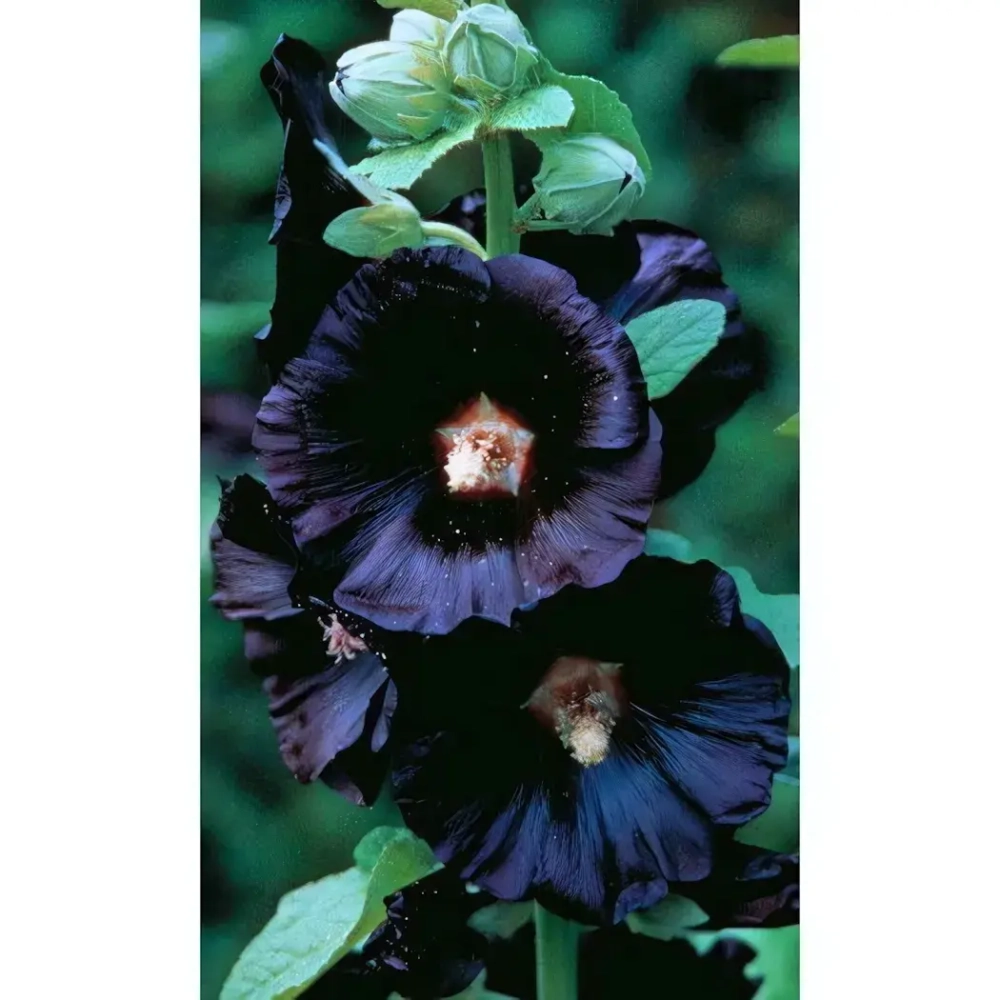 Семена Шток-роза Чёрная 10шт (УД) Е/П