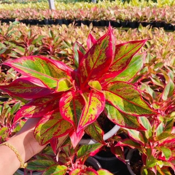 6 сортов аглаонем из нашего предзаказа на май по 1000 руб.