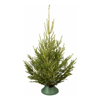 Ель стандарт до 2,5 м