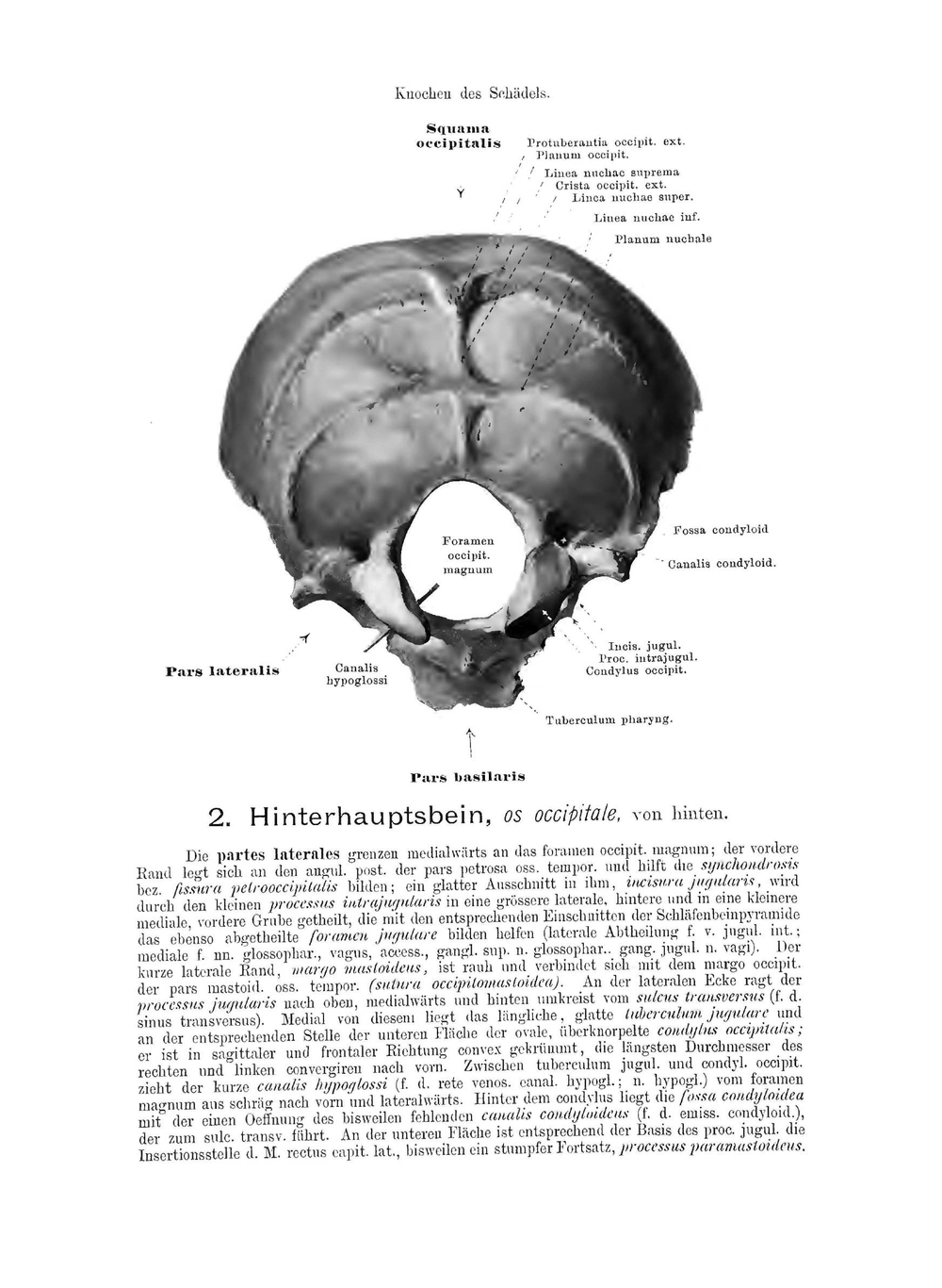 Handatlas Der Anatomie Des Menschen: Bd. Knochen, Gelenke, Bänder (German Edition) | Werner Spalteholz